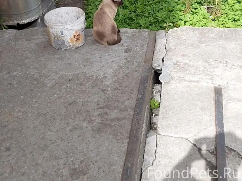 Пропал сиамский кот, Мурманск