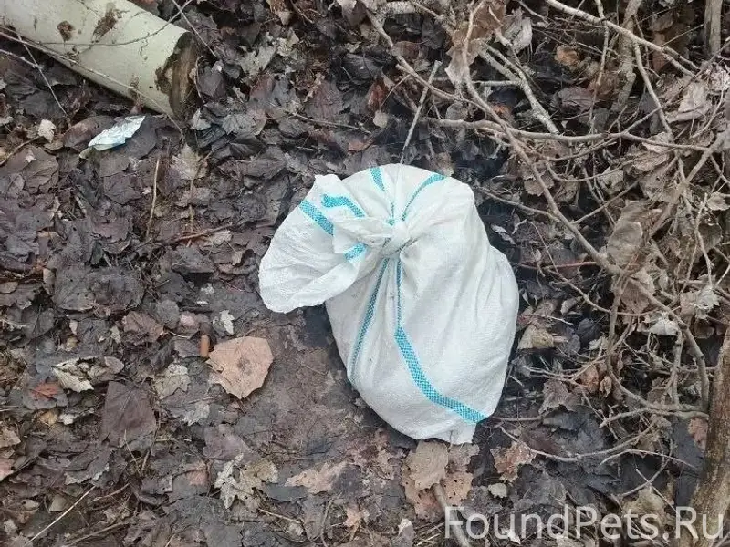 Найдены котята в лесу, нуждающиеся в помощи