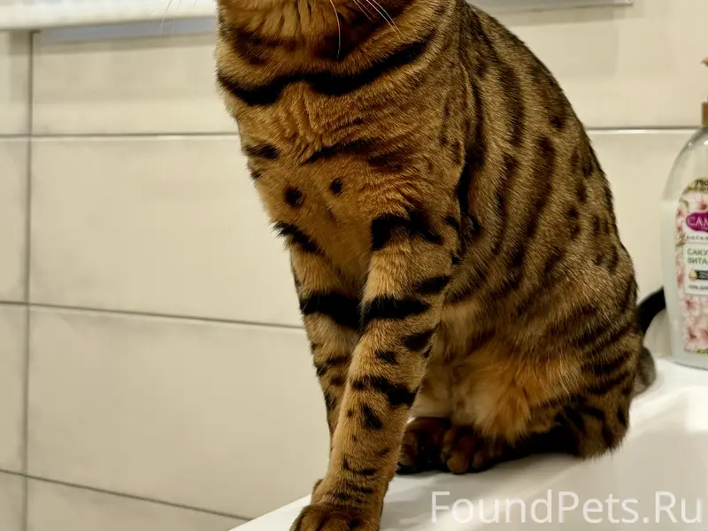 Потерялся кот