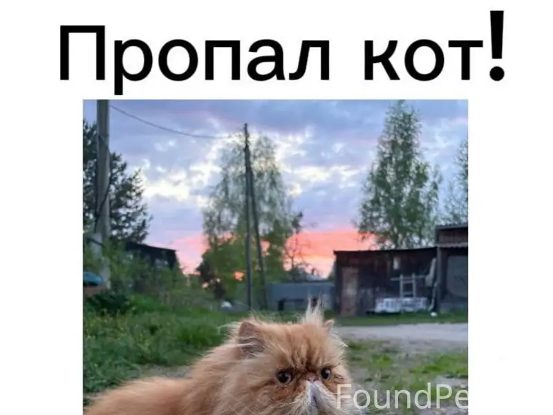 Пропал персидский кот Нафаня, ул. Красная гора
