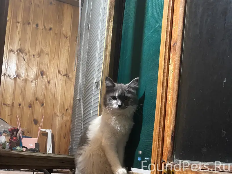 Пропала кошка Рима, деревня Журавец