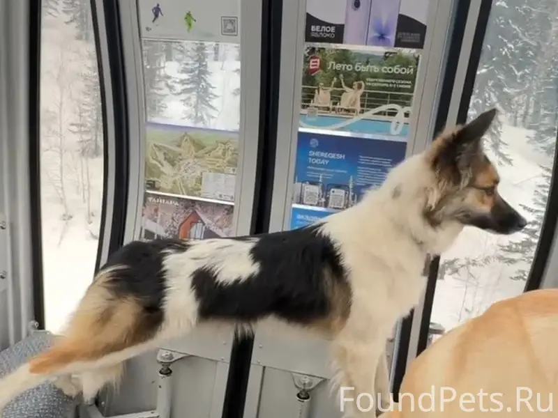 Пропала собака Сухарик, район Барантала