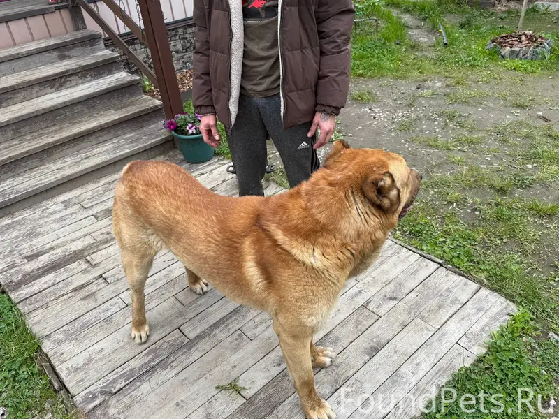 Найден алабай, посёлок Сосновая поляна