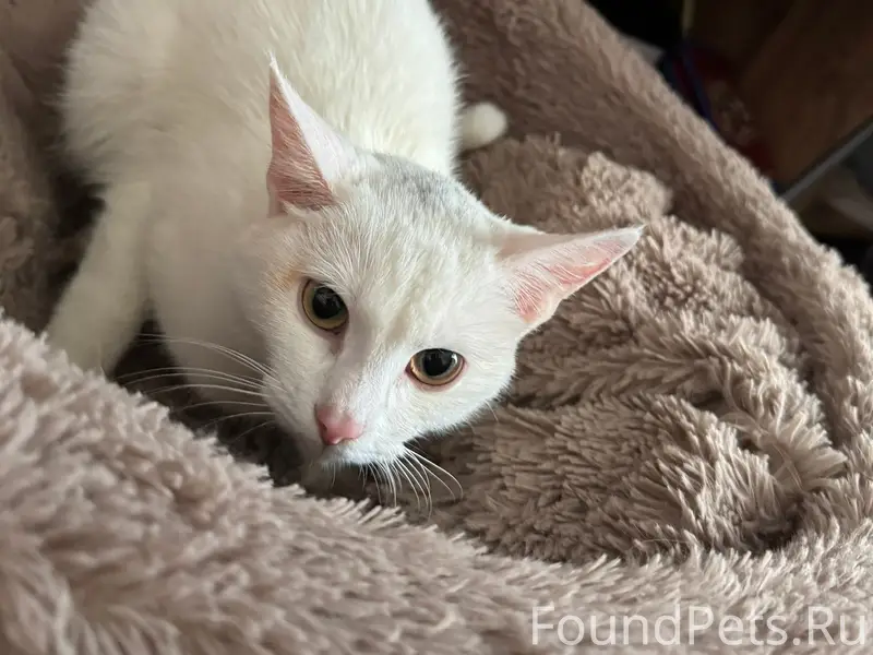 Найдена кошка, без породы, без клички