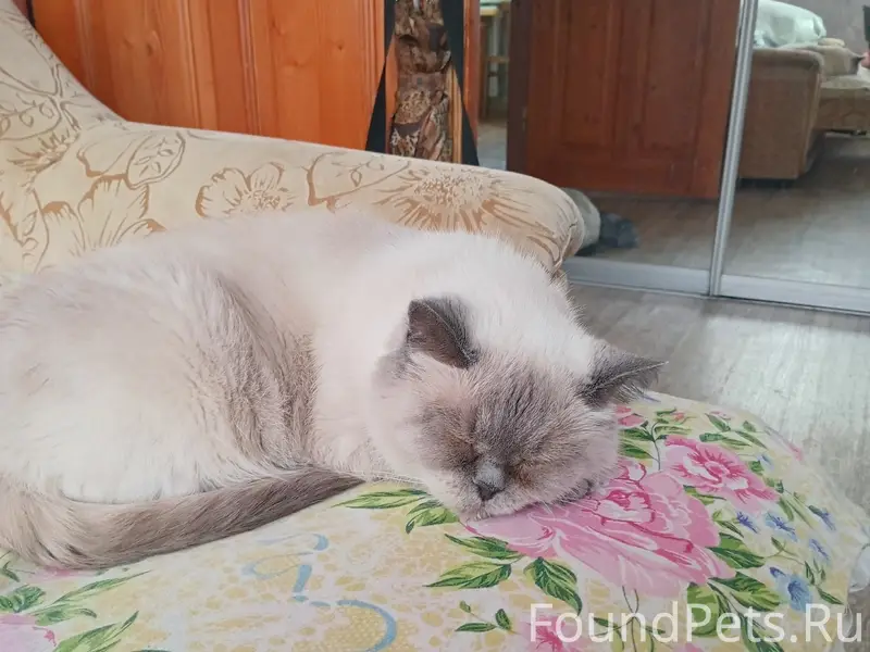 Пропала кошка Яся, Гончарная 4
