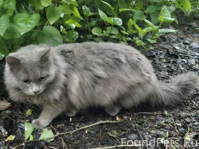 Нашли серого кота