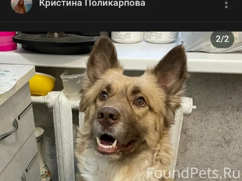 Найден кобель, ищем новых хозяев