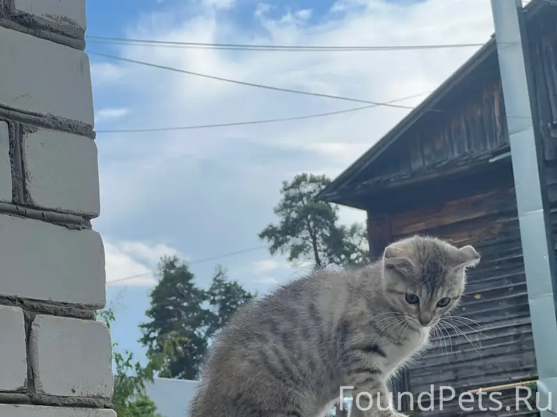 Найдена кошка, Новостройка