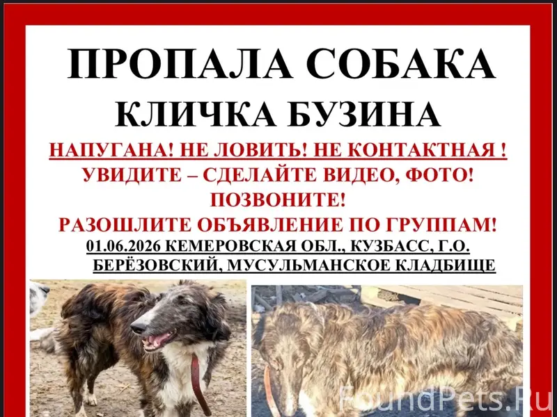 Пропала русская псовая борзая Бузина, Кемеровская область