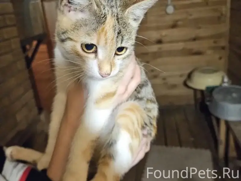 Пропала кошка, С. Заборье