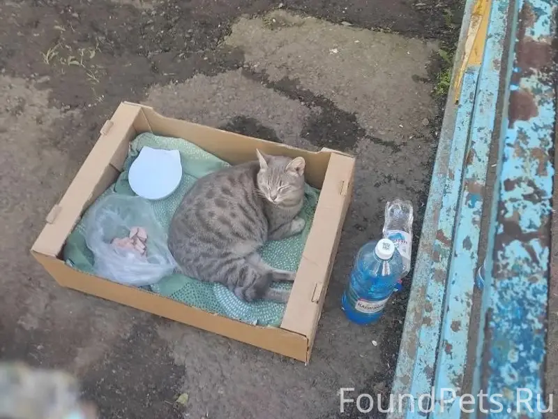Найдена кошка, Томск, Иркутский тракт