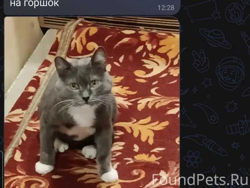 Пропал кот Маркиз, снт малиновка