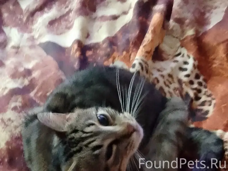 Найден кот, Фрязино