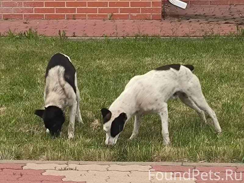 Пропавшие собаки, район Браер Парка