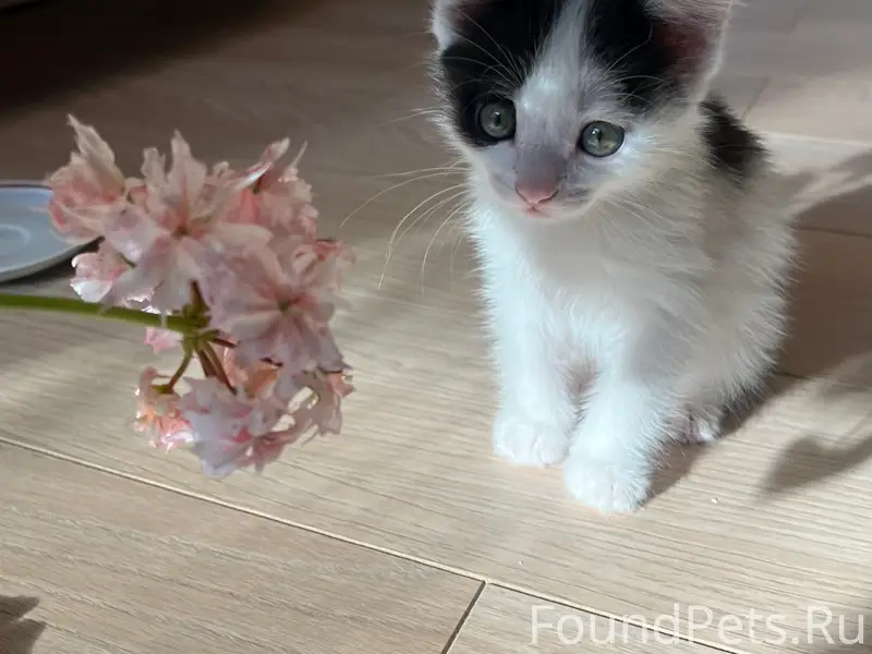 Найден котёнок, сломан хвостик