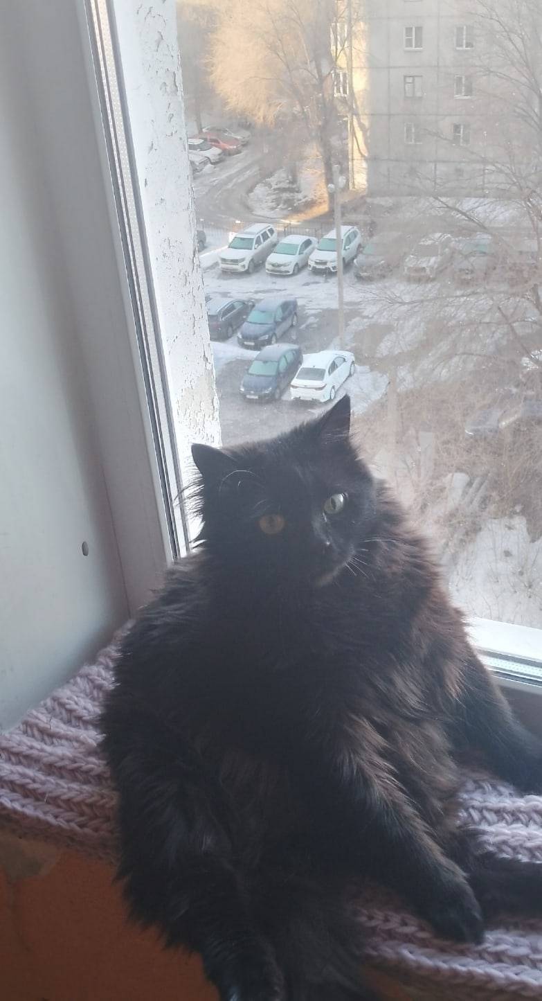 Пропал кот Котя, район Изумруда