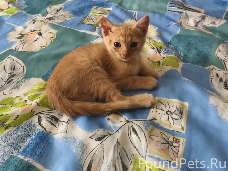 Найден рыжий котёнок, Коломна