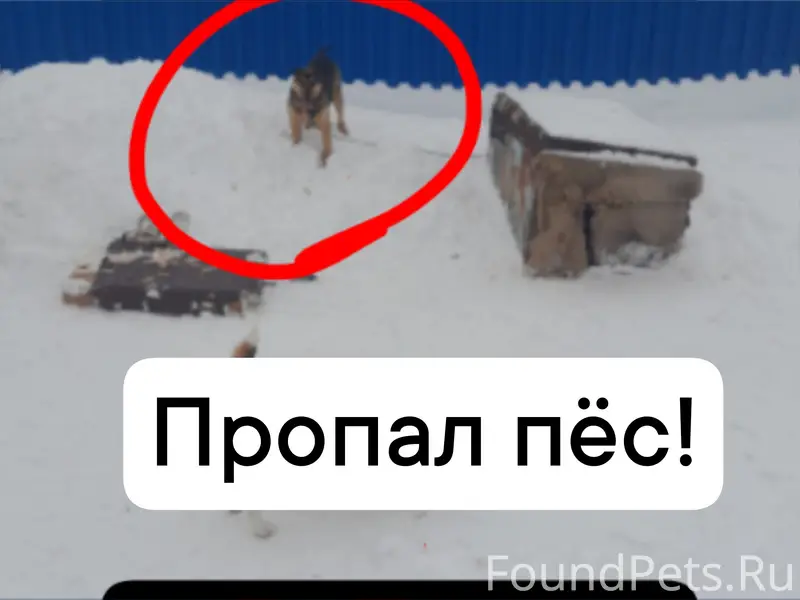 Пропал пёс, район карьера
