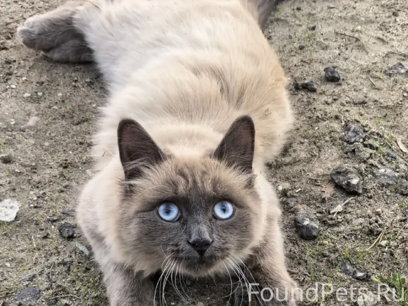 Пропала кошка, розовый ошейник