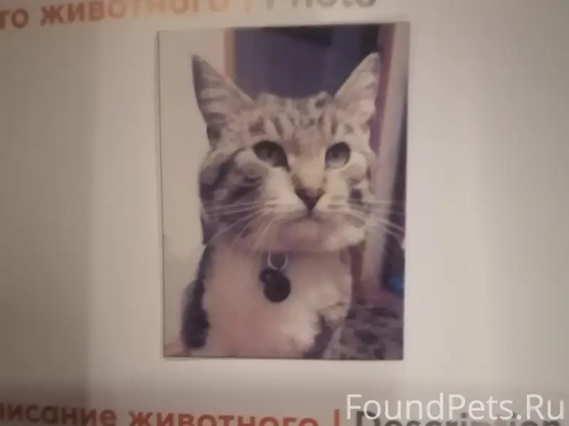 Пропал кот Филя, улица Октябрьская