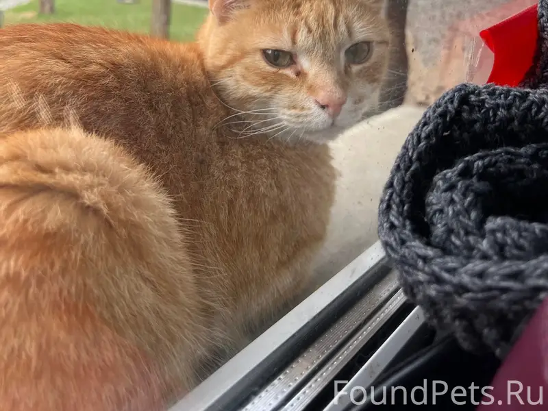 Пропал рыжий кот Фуфик, район Загвоздки