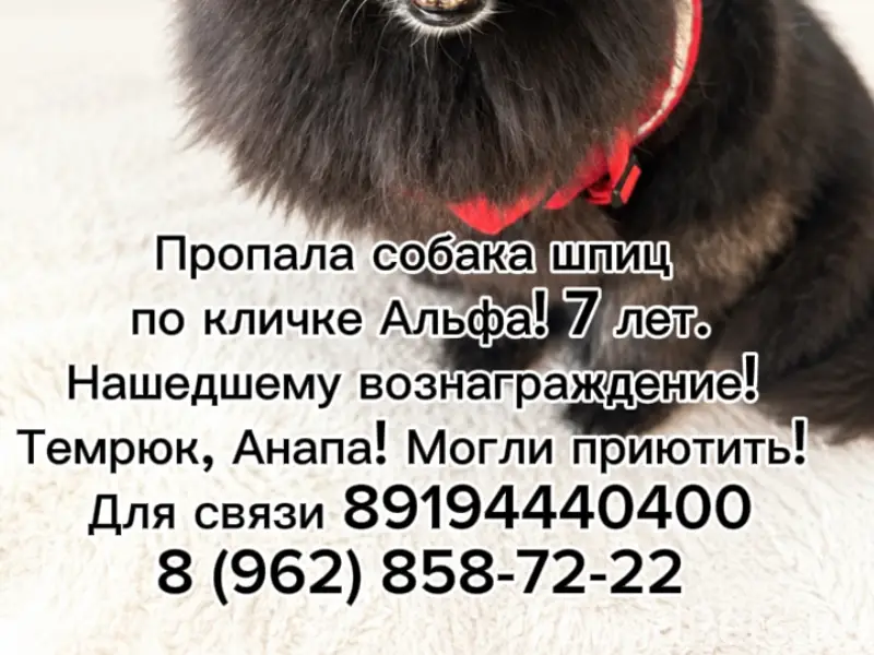 Потерялась собака черный шпиц кличка АЛЬФА. 7 лет. Могли увезти с лодочного кооператив 2 (Вербино, Темрюк) в Анапу 