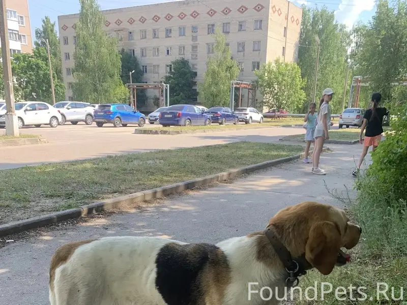 Найдена собака, [место: Сосновый Бор, Пирочи, Негомож]