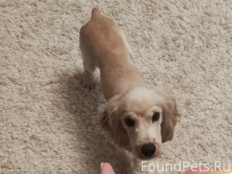 Пропал английский кокер-спаниель Пух, Исеть и окрестности