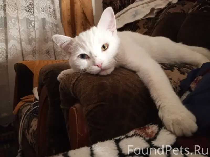 Пропал кот белый