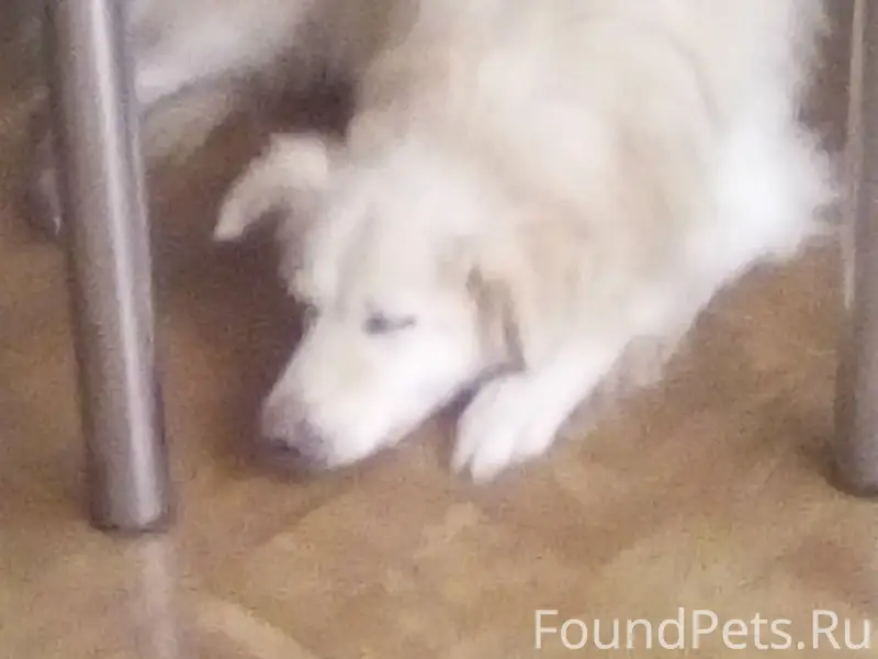 Пропала собака Кора