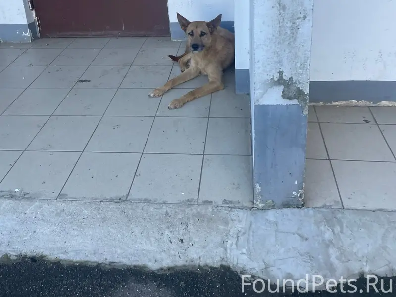 Пропал молодой пёс, район неизвестен
