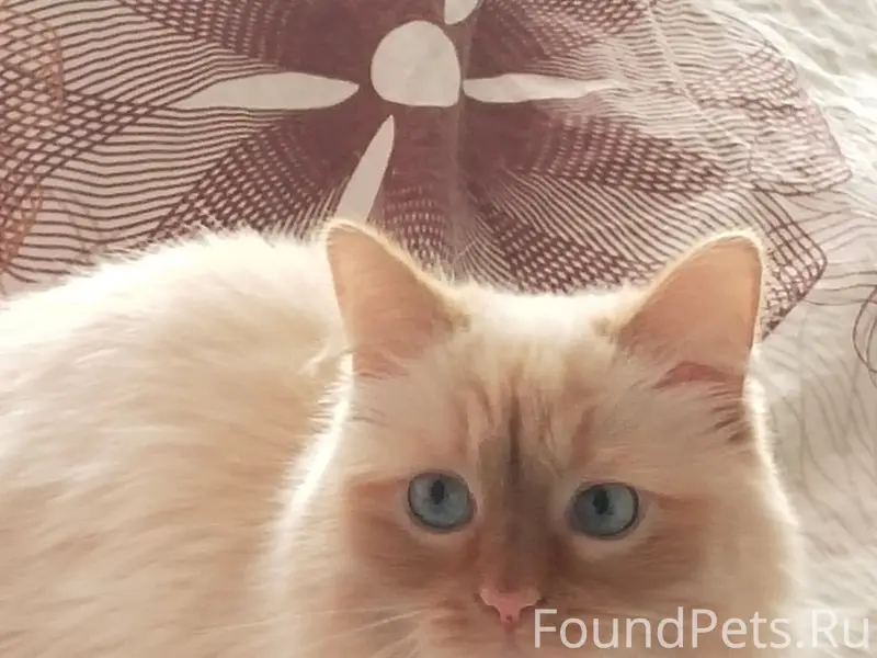 Пропала кошка Ася