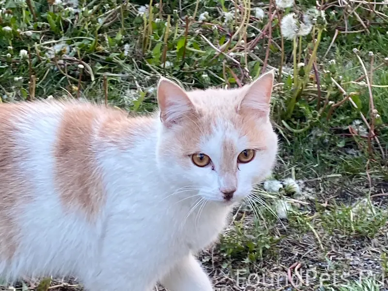 Найден кот, ласковый и игривый, мкр Бурансы