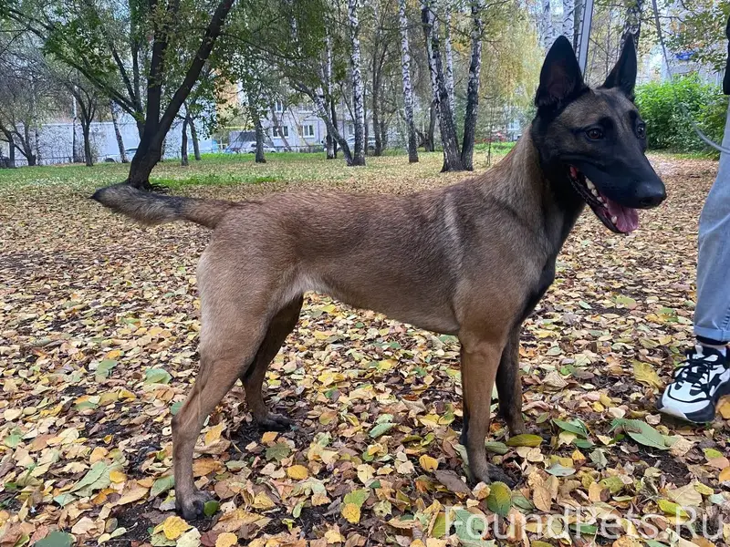 Пропала бельгийская овчарка, снт берёзка