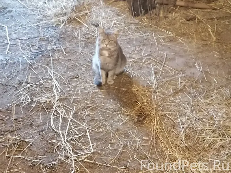 Пропал кот Матроскин