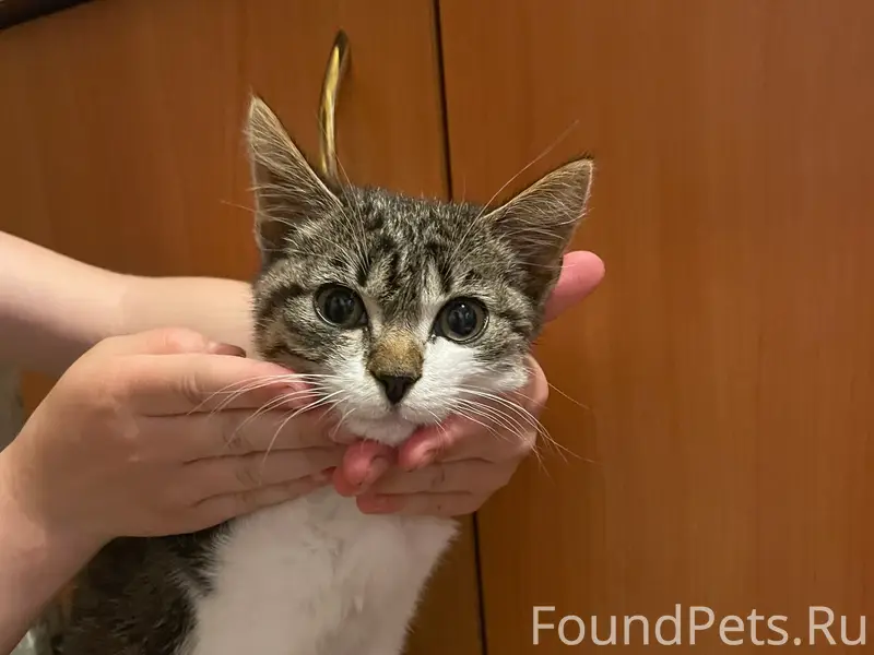 Найден котёнок-мальчик, 4–5 месяцев