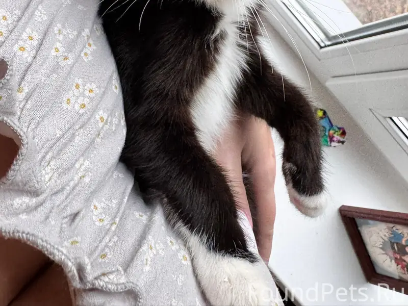 Пропала кошка Ася, Кохма