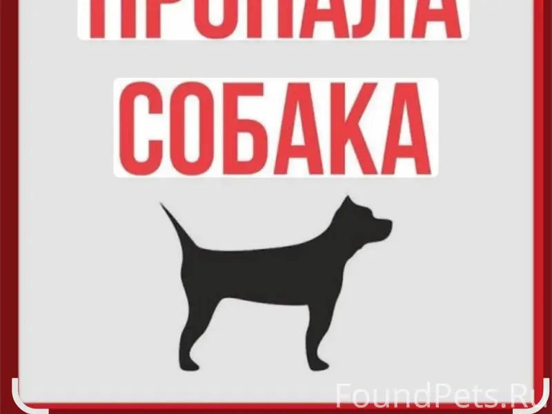 Пропал мопс Арчи, улица Полевая