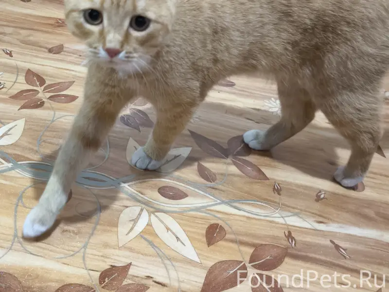 Найден кот, [место] Строителей 3