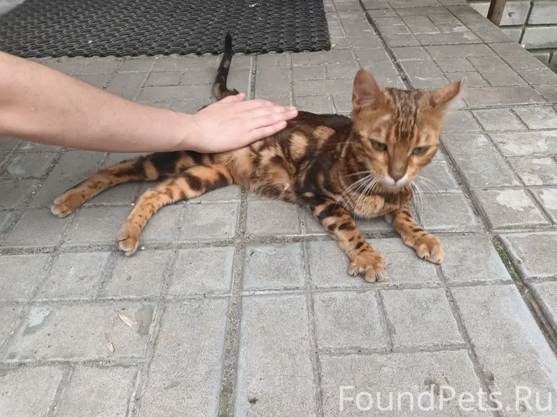 Найдена бенгальская кошка, Московский район