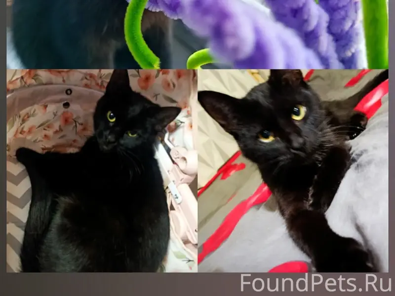 Пропала кошка, Район Победы
