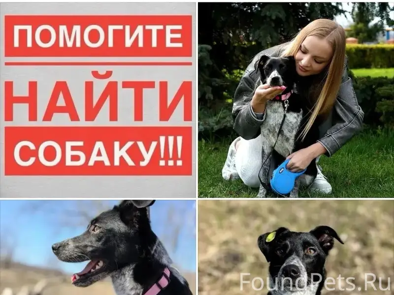 Пропала собака Луна, Лебединец 5