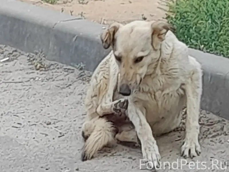 Пропала собака Жули, Волгоград