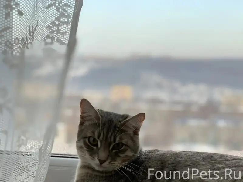 Пропал серый кот, район ул. Жукова