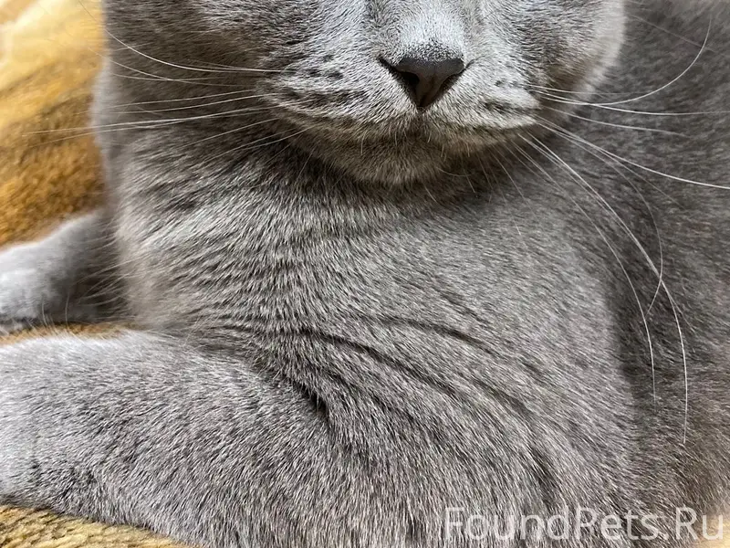 Пропал кот Бони, 4 мкр