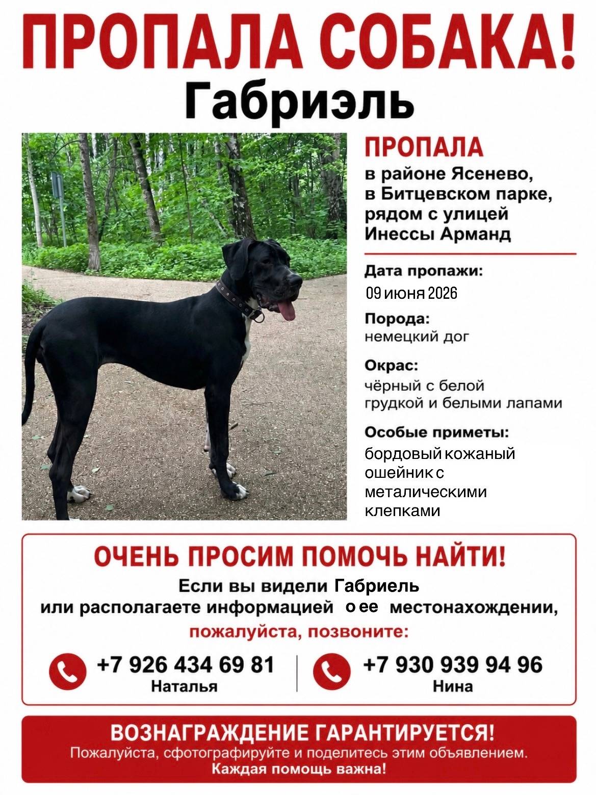 Пропала немецкая овчарка Габи