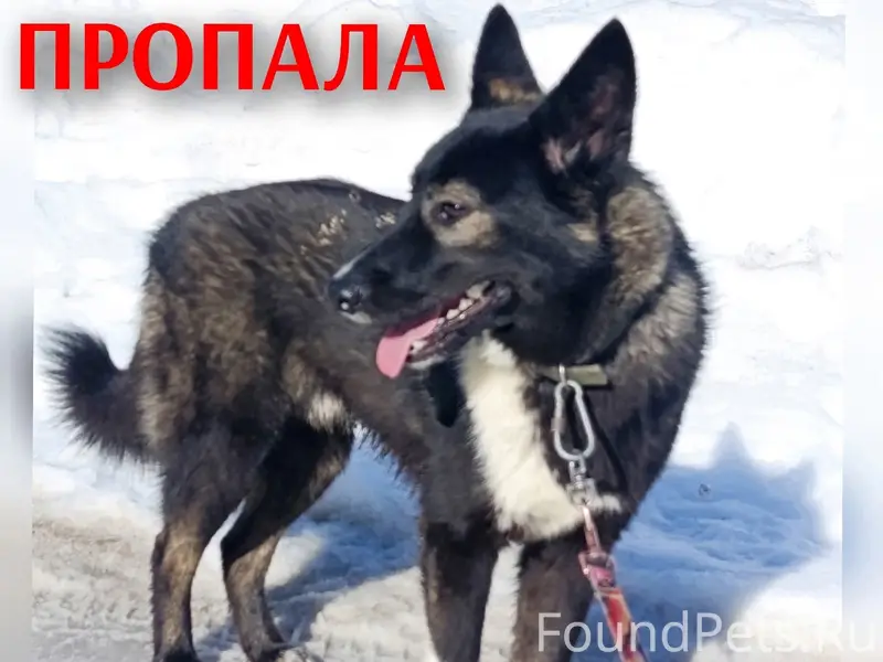 Пропал Блэк, пугливая собака с ошейником, Непотягово
