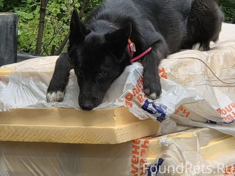 Пропала собака по кличке Тень