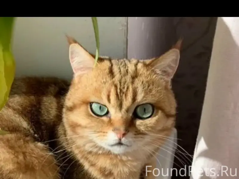 Пропал британский кот, Куба