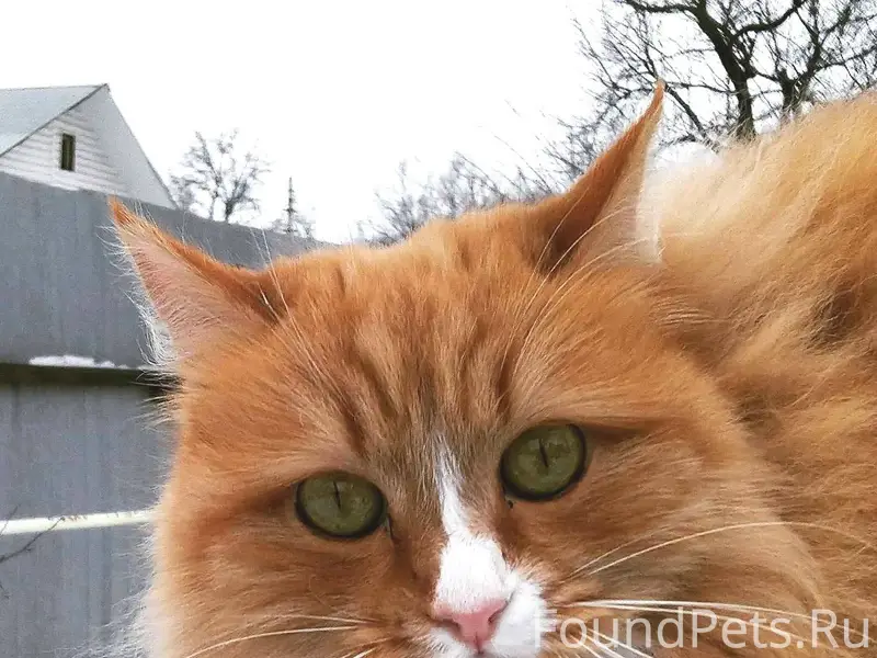 Пропала кошка, рыжая, дача